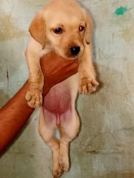 *Labrador female puppy*full active playful* For sale* 4