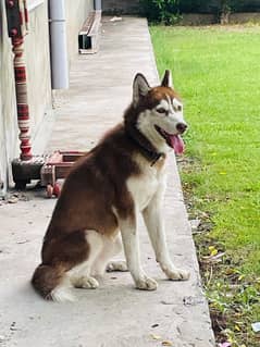 Husky female brown pedigree