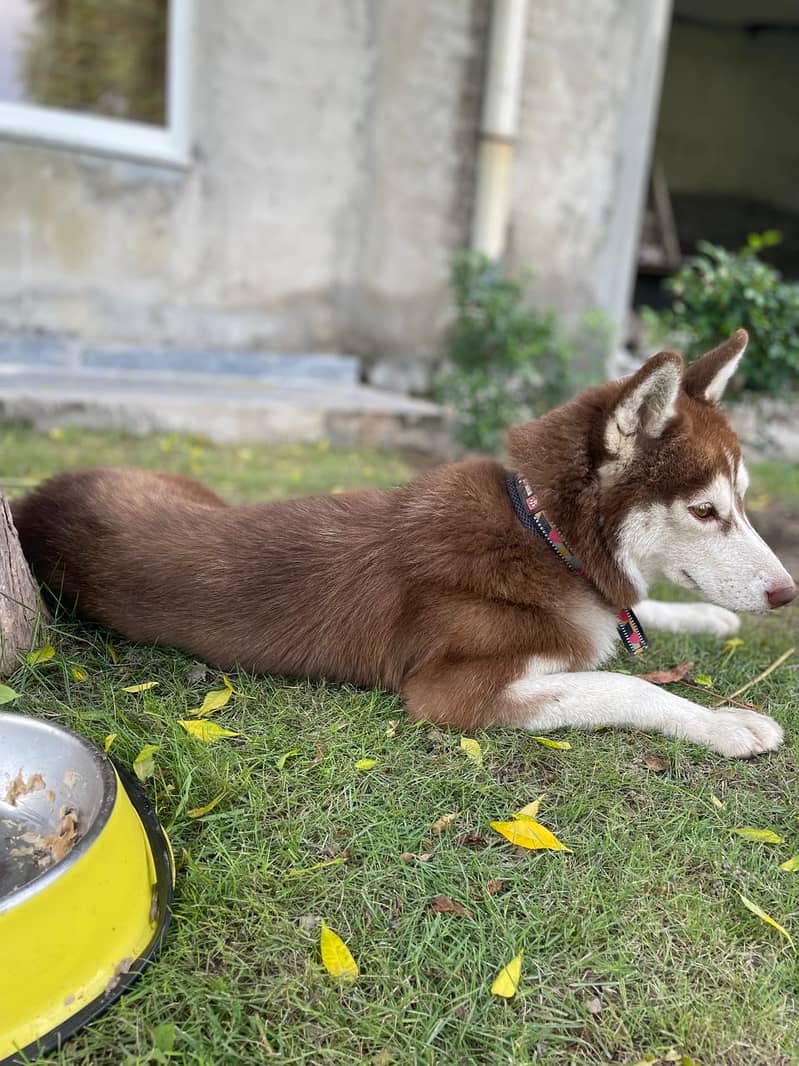 Husky female brown pedigree 2