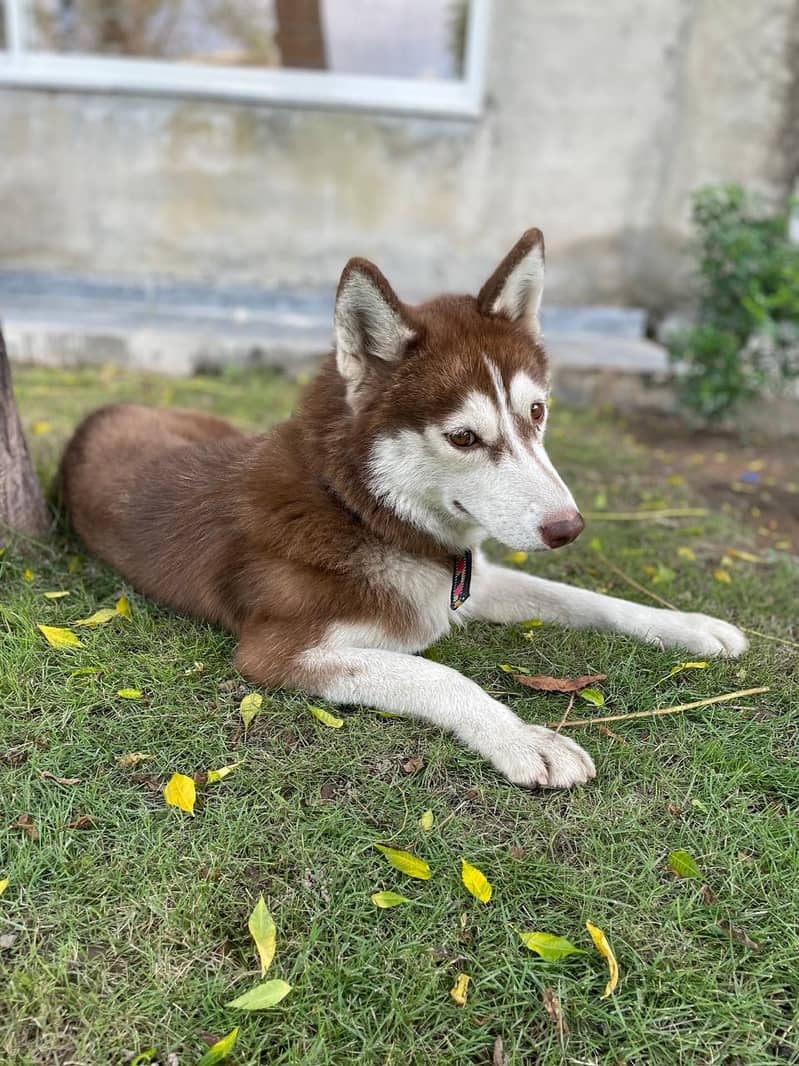 Husky female brown pedigree 3