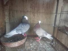 Fancy Pigeons