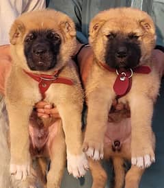 Kurdish Kangal security dog 2 month pair for sale heavy bone