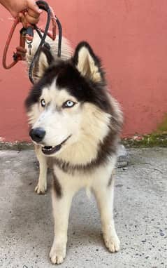 Siberian Huskee for sale