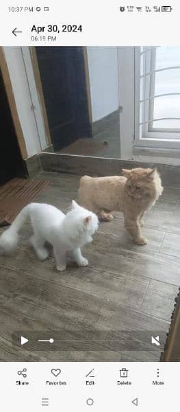 Persian pair  for sale 5