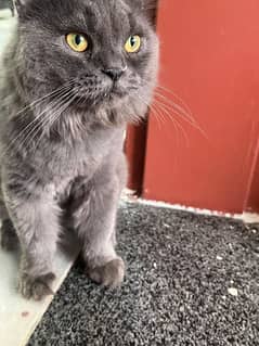 Persian Male Cat Grey Color