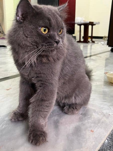 Persian Male Cat Grey Color 1