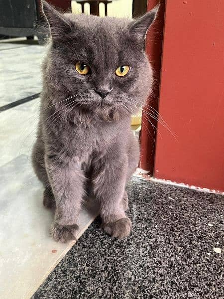 Persian Male Cat Grey Color 2