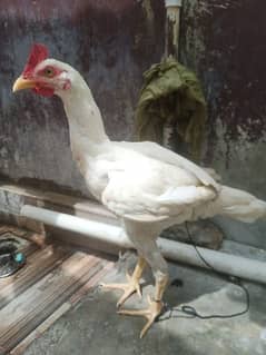 White Heera male 0