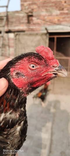 Aseel Shamo Murgha Murghi  Patha Pathiya Pair Breeder Pair rooster Hen