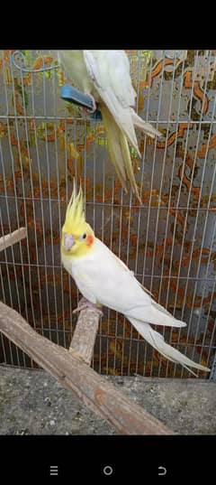 Lutino pearl cockatiel