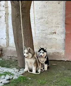 Siberian Husky puppies for sale Hai