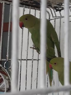 green parrot mithu hai bolne wala