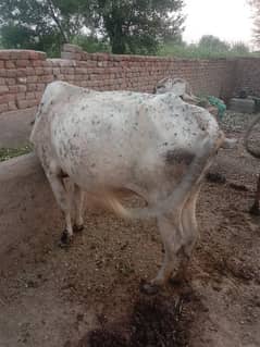 Cow walticross teyar 4 month ghbn +bcha sth achi nesl k