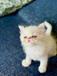 Persian cat | kitten | piki face kittens | triple coat peke face |peki