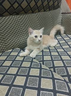 Persian cat full active