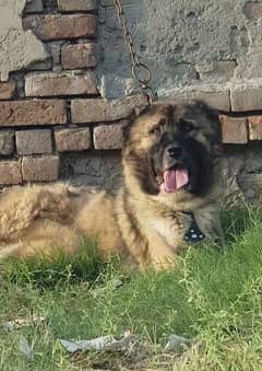 Turkish Kangal dog male 10 month for sale security dog available