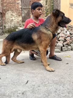 German shepherd Available For Stud