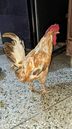 roosters for sale urgent price little bit  negotiate