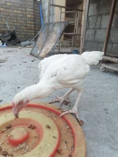 heera aseel madi fe male hira breed