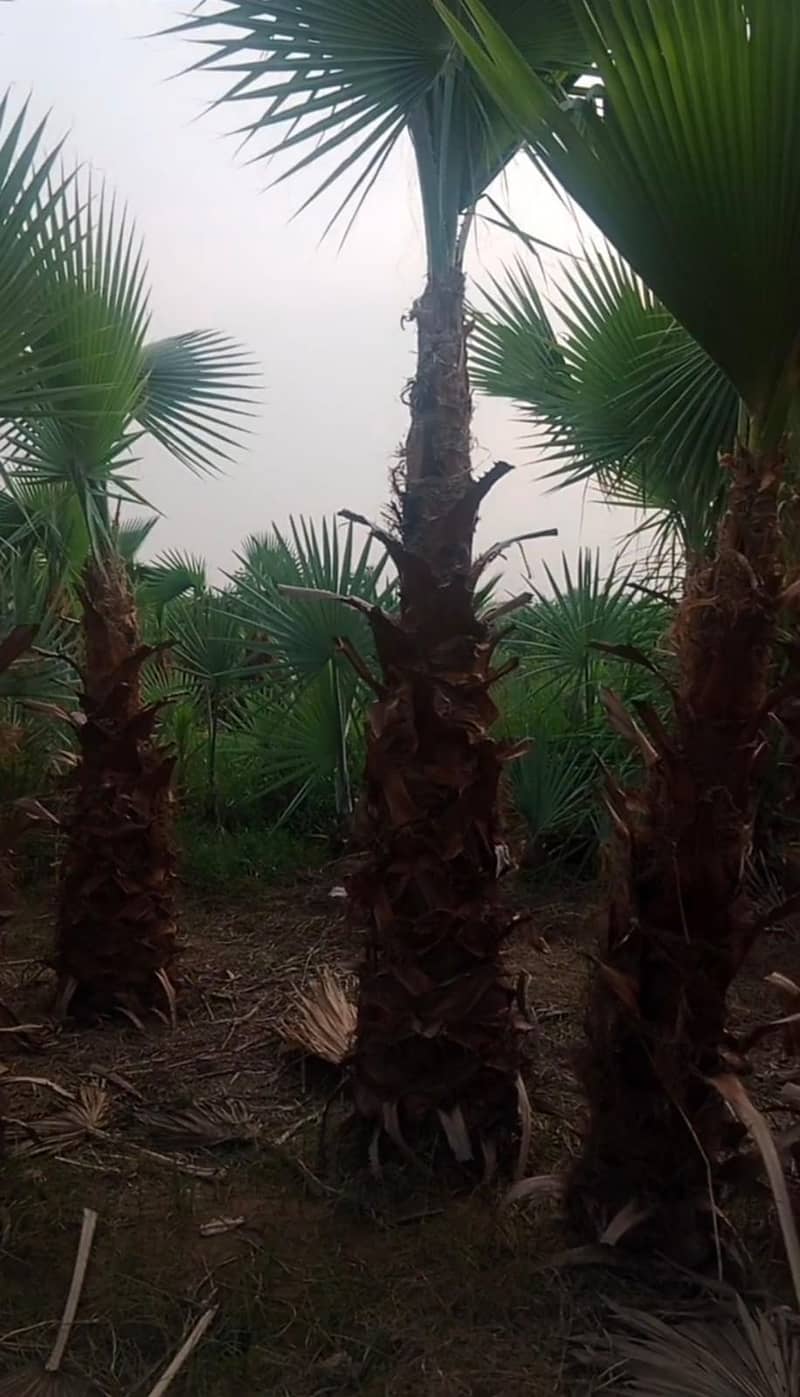 Wall palm washintonia palm for sale in Pakisatan 0