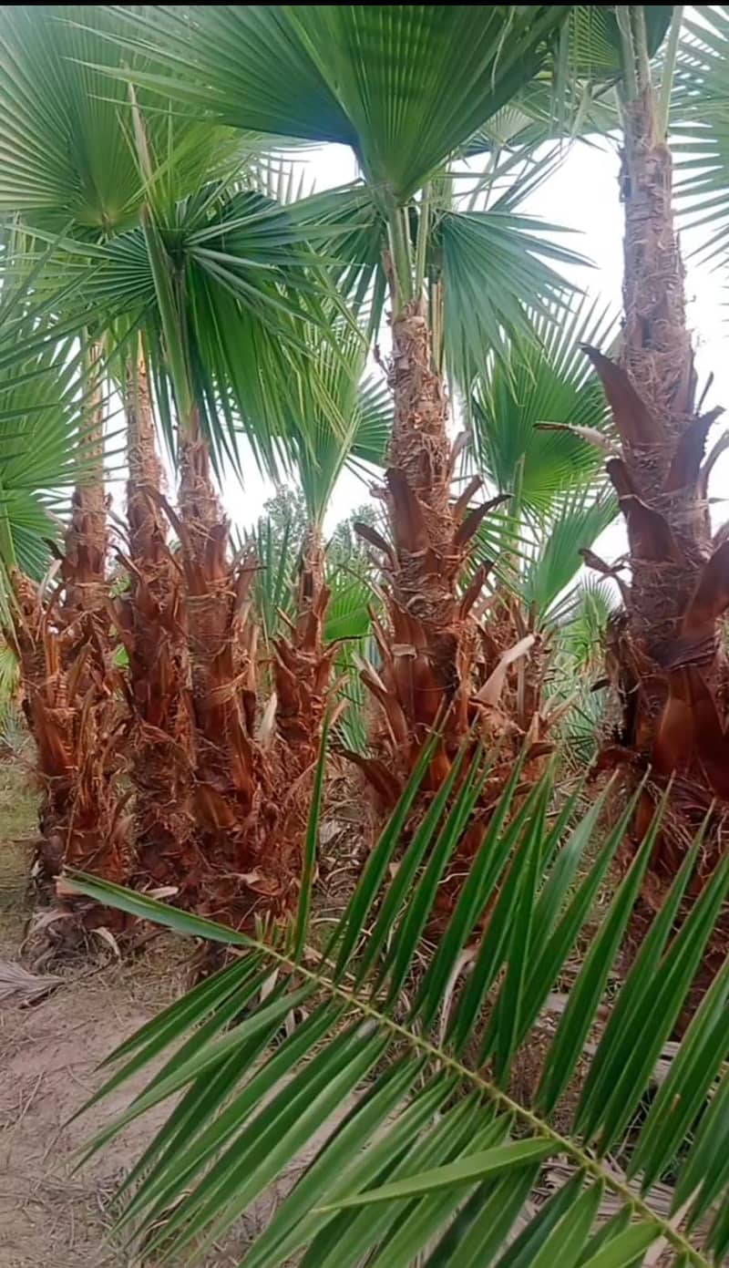 Wall palms for sale in Pakisatan 1