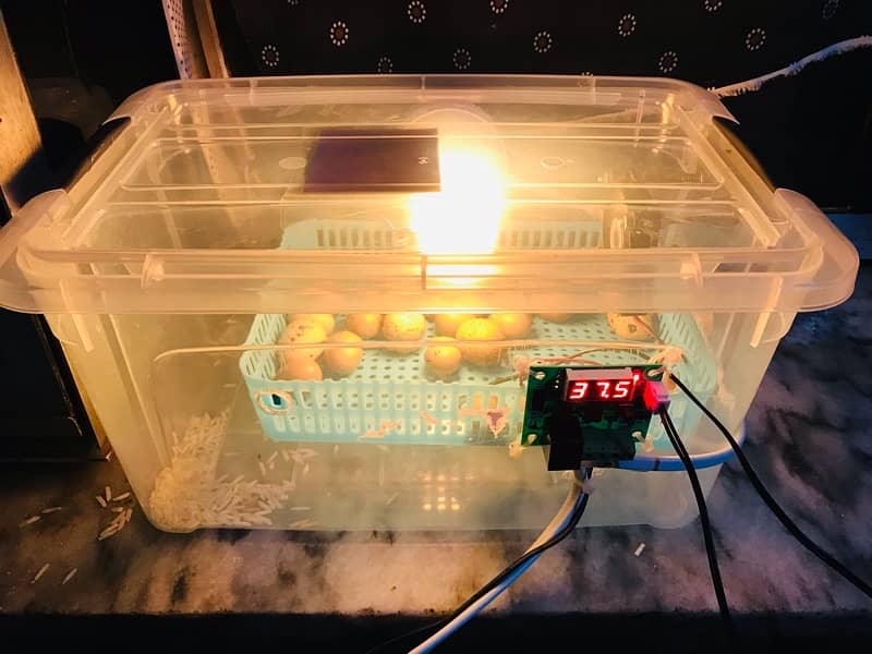 mini Semi automatic eggs incubator 30 eggs 95% result hatchery 4