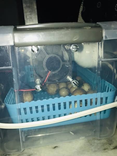 mini Semi automatic eggs incubator 30 eggs 95% result hatchery 7