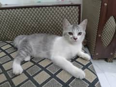 Persian cat full active