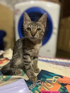 2 month old kitten is for sale