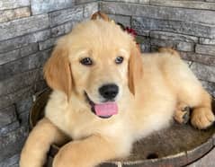 golden retriever