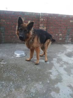 pure German shepherd young pair available for sale 0