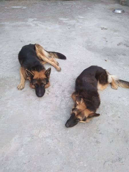 pure German shepherd young pair available for sale 1