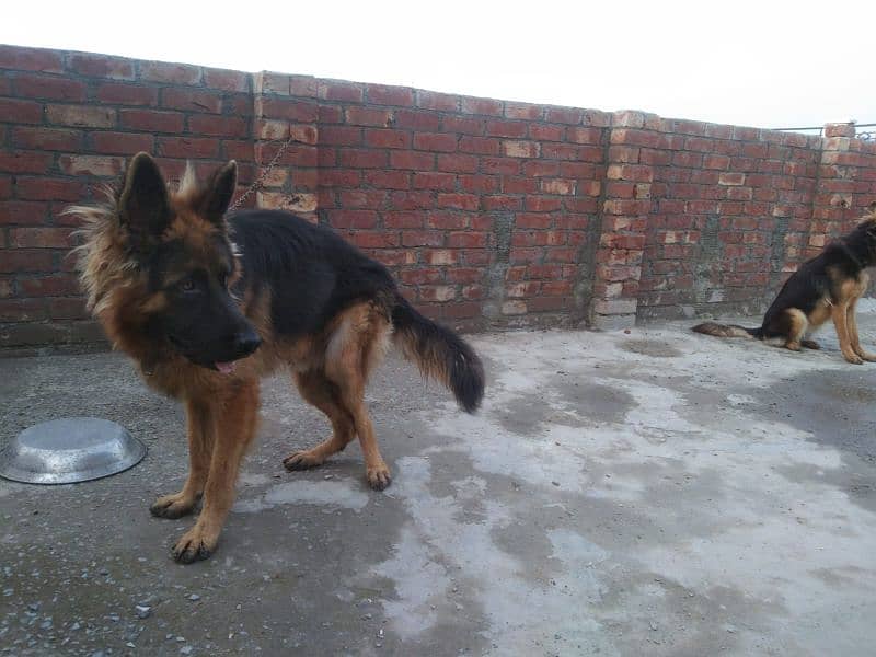 pure German shepherd young pair available for sale 2