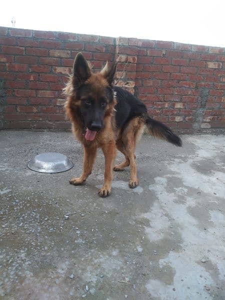 pure German shepherd young pair available for sale 3