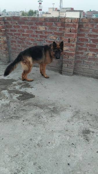 pure German shepherd young pair available for sale 4