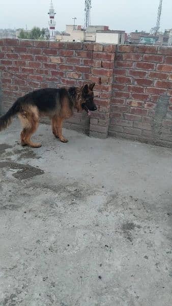 pure German shepherd young pair available for sale 5