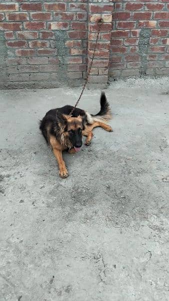 pure German shepherd young pair available for sale 6