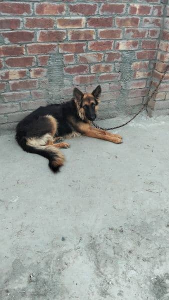 pure German shepherd young pair available for sale 7