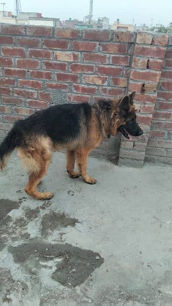 pure German shepherd young pair available for sale 9