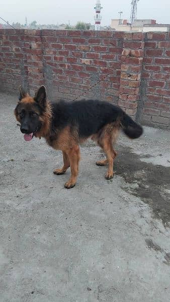 pure German shepherd young pair available for sale 11