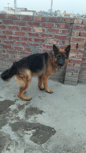 pure German shepherd young pair available for sale 12