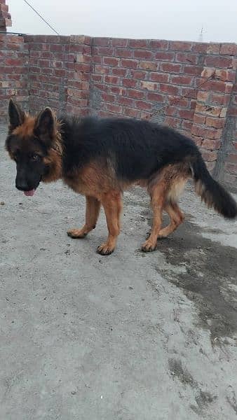 pure German shepherd young pair available for sale 13