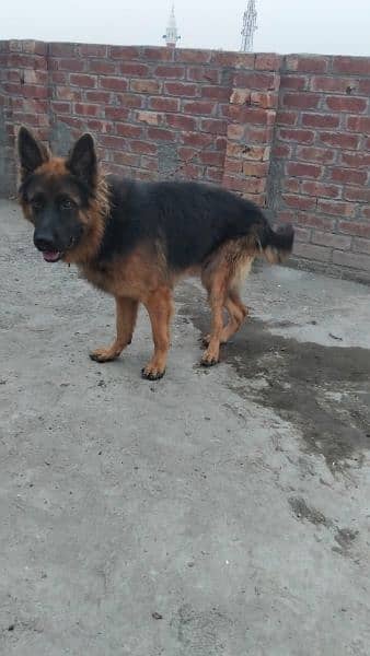 pure German shepherd young pair available for sale 14