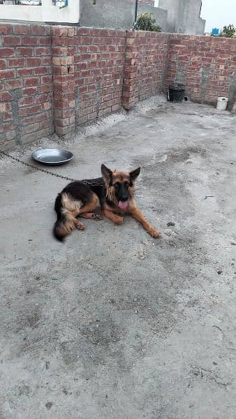 pure German shepherd young pair available for sale 15