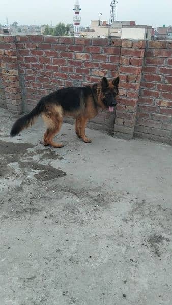 pure German shepherd young pair available for sale 16