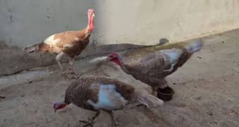 Turkey aik nar 2 mada breed k liye tayar