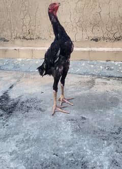 black o shamo chicks