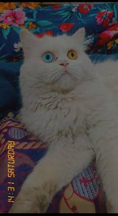 Double eyes cat male