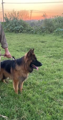 Male German Shepherd long coat