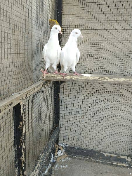 Low flyer Pigeons pair/for sale/highflyer/kabootar/pigeons. 1